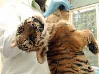 Bannerghatta :Tiger cub dies Bannerghatta :Tiger cub dies