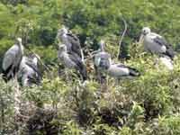 Ranganatittu Bird Santuary Ranganatittu Bird Santuary