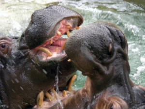 Male hippo kills female, Rajkot Male hippo kills female, Rajkot