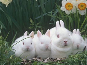 dogs-scare-rabbits-to-death-china dogs-scare-rabbits-to-death-china