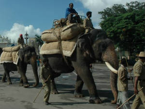 Rehearsal for Mysore Dasara elephants Rehearsal for Mysore Dasara elephants
