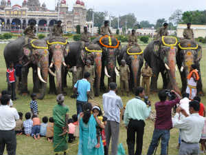 Mysore Dasara elephants Mysore Dasara elephants