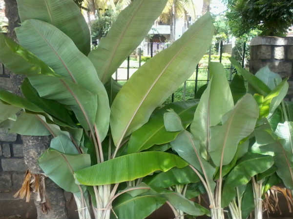 ಮಂಟಪದ ಅಲಂಕಾರಕ್ಕೆ ಹಸುರು ಹೊನ್ನು ಮಂಟಪದ ಅಲಂಕಾರಕ್ಕೆ ಹಸುರು ಹೊನ್ನು