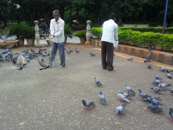 ಹಕ್ಕಿಗಳಿಗೆ ಆಹಾರ ಹಾಕಿ ನೋಡುವುದೇ ಒಂದು ಮಜಾ