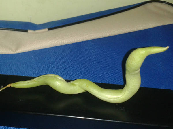 ಇದೇನು ಪವಾಡವೋ, ಪ್ರಕೃತಿಯ ವಿಸ್ಮಯವೋ?