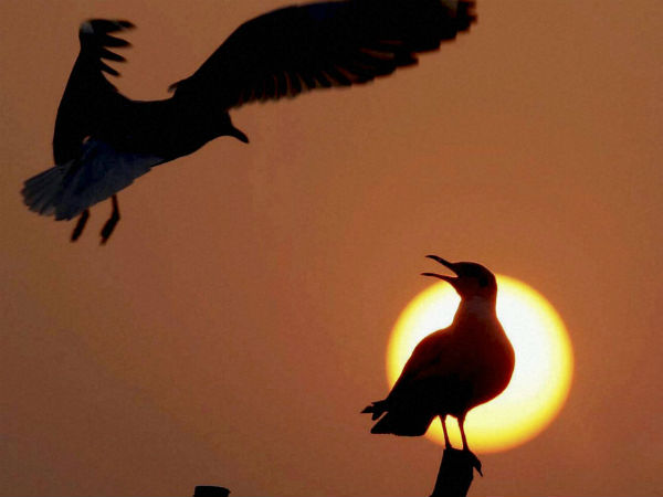 ಇಲ್ಲಿ ಬಂದಿರುವುದು ಮನುಜರು ಮಾತ್ರವಲ್ಲ