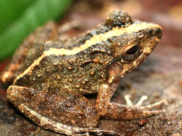 ಅಕ್ಕ ಮಳೆಗಾಲದ ಕಪ್ಪೆ ಅಕ್ಕ ಮಳೆಗಾಲದ ಕಪ್ಪೆ