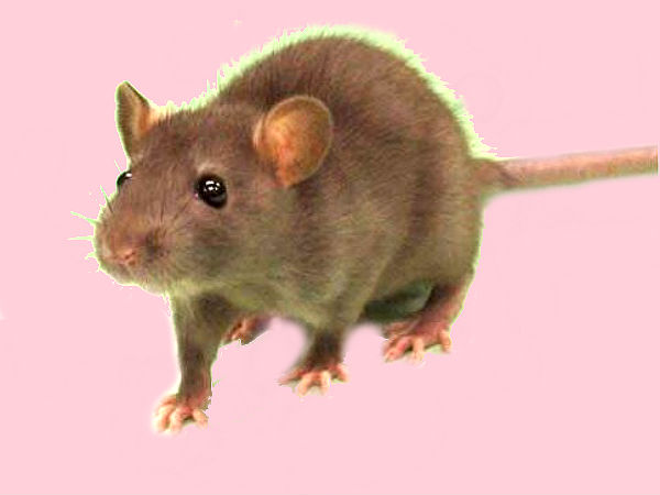 ಕೋತಿಯಾಗಿದ್ದ ಮೋದಿ ಮುಂದೆ ಇಲಿಯೂ ಕೋತಿಯಾಗಿದ್ದ ಮೋದಿ ಮುಂದೆ ಇಲಿಯೂ