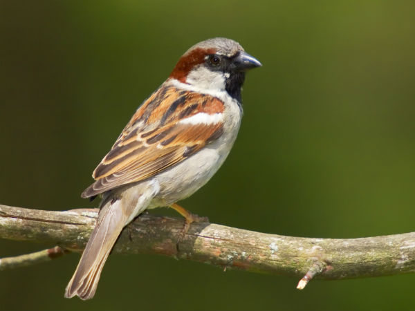 ’ಗುಬ್ಬಿ ಮೇಲೆ ಬ್ರಹ್ಮಾಸ್ತ್ರ’ ಎಂದರೆ ಇದೇನಾ?
