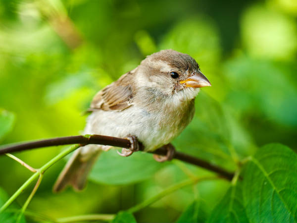 ಕಾಣುತ್ತಿದೆ ಗುಬ್ಬಿಗಳಿಗಾಗಿ ಒಂದು ಬೆಳಕಿನ ಕಿರಣ