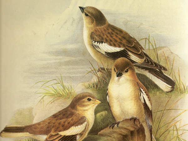 ಚಿಕ್ಕೋಡಿಯ ಗುಬ್ಬಿ ಪ್ರೇಮಿ ವಿಠೋಬಾ