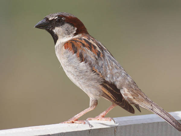 ಅಪರೂಪದ ವ್ಯಕ್ತಿ ಮೊಹಮ್ಮದ್ ದಿಲಾವರ್