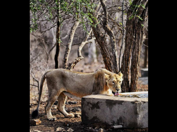 ಜುನಾಗಢದಲ್ಲಿ ಸಿಂಹಿಣಿ