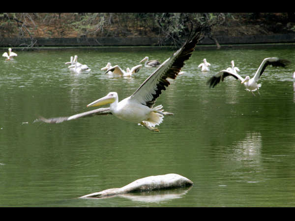 ಹಕ್ಕಿ ಹಾರಾಟ