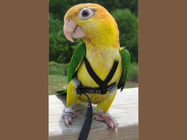 'ಪಂಜರದ ಗಿಳಿ'ಗೆ ಇನ್ನೂ ಅರಗಿಸಿಕೊಳ್ಳಲಾಗಿಲ್ಲ