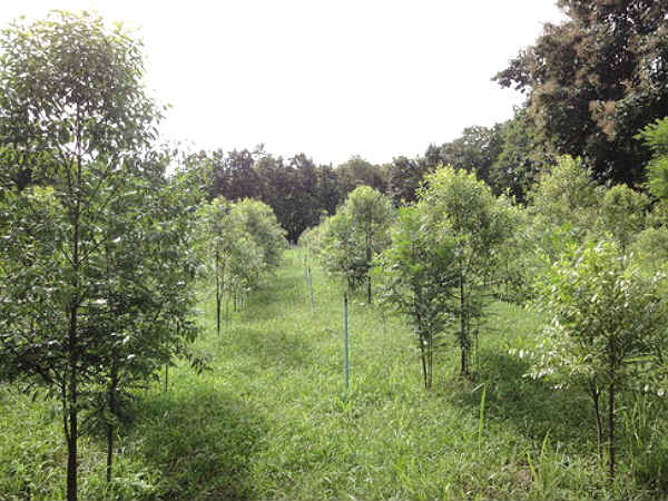 Sandalwood (Santalum Spicatum) Plantation