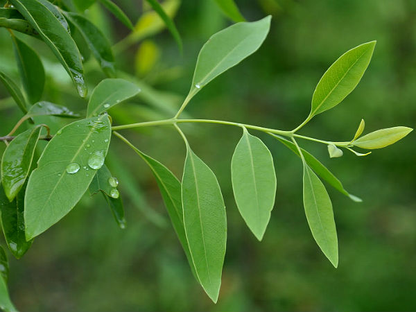 ಹೂಡಿಕೆ ಗಂಧದ ಪರಿಮಳ ಬೀರುತ್ತಿದೆ.