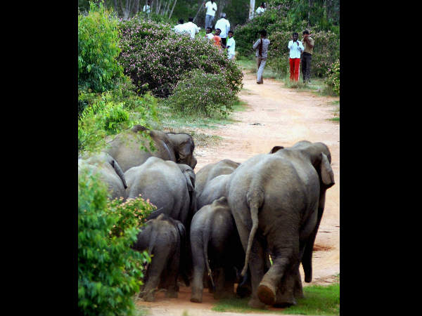 ಬೈ ಬೈ ಎಲಿಫೆಂಟ್ಸ್ 