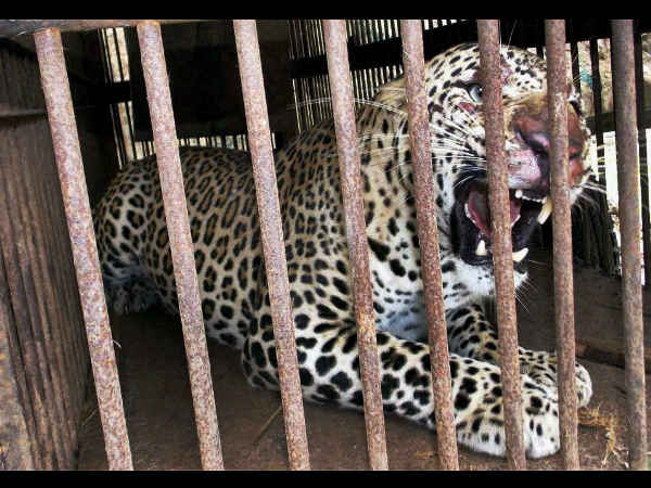 ನರಹಂತಕ ಚಿರತೆ