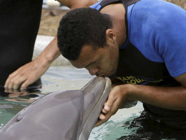 ಡಾಲ್ಫಿನ್ನಿಗೆ ಮುದ್ದು ಡಾಲ್ಫಿನ್ನಿಗೆ ಮುದ್ದು