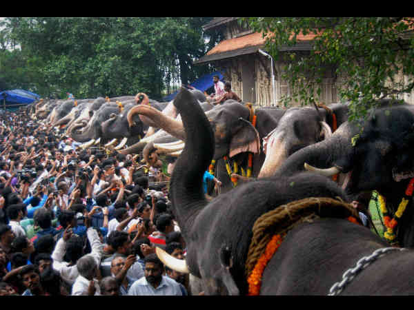 ಆನೆಗಳಿಗೆ ಊಟ ನೀಡಿಕೆ
