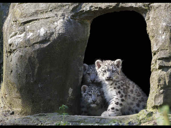 ಹಿಮ ಚಿರತೆ