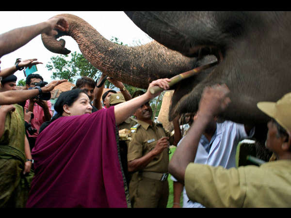 ನೀಲಗಿರಿಯಲ್ಲಿ ಜಯಲಲಿತಾ