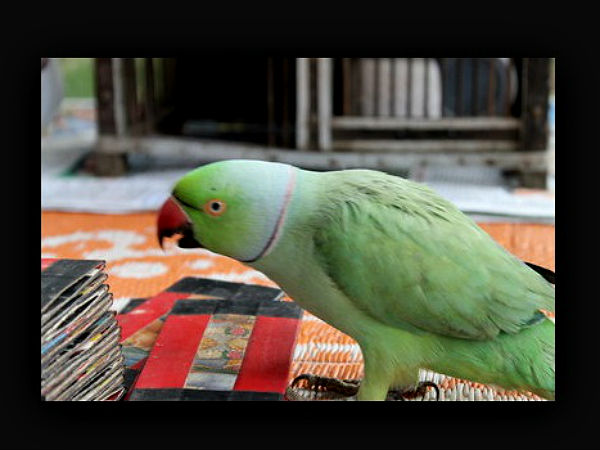 ಇದ್ದಿದ್ದೊಂದು ಇಲಿ ಕಚ್ಕೊಂಡು ಹೋಯ್ತು 