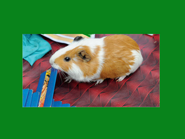 ಗಣೇಶನಿಗೆ ಈಗ 5 ವರ್ಷ ವಯಸ್ಸು