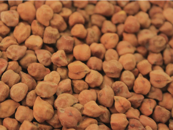 ಕಡಲೆ ಚೆರ್ಪು ತಿನ್ನಿಸುತ್ತಾ ಭವಿಷ್ಯ ಅರಸುವ ಕಲೆ: 