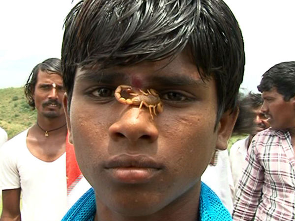 ಮೈ, ನಾಲಿಗೆ ಮೇಲೆ ವಿಷಕಾರಿ ಚೇಳು