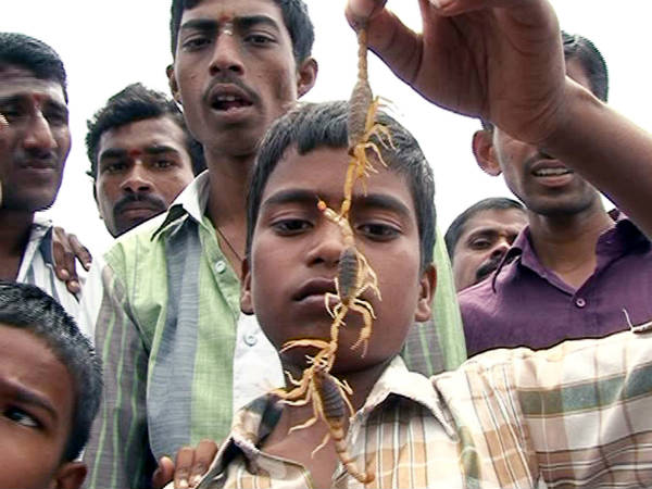 ಕೆಂಪು ಗುಡ್ಡದಲ್ಲಿ ಮಾತ್ರ ಚೇಳುಗಳು