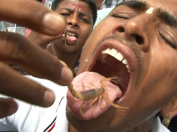 ಮಾನವ ಸ್ನೇಹಿ ಚೇಳುಗಳೇ ವಿಸ್ಮಯ