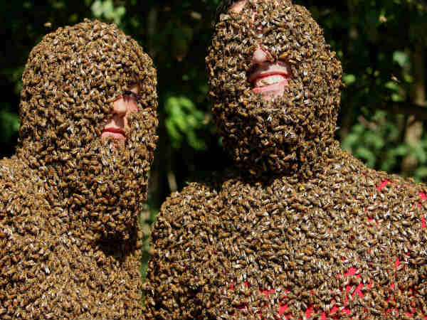 ಜೇನು ಜೋಡಿ