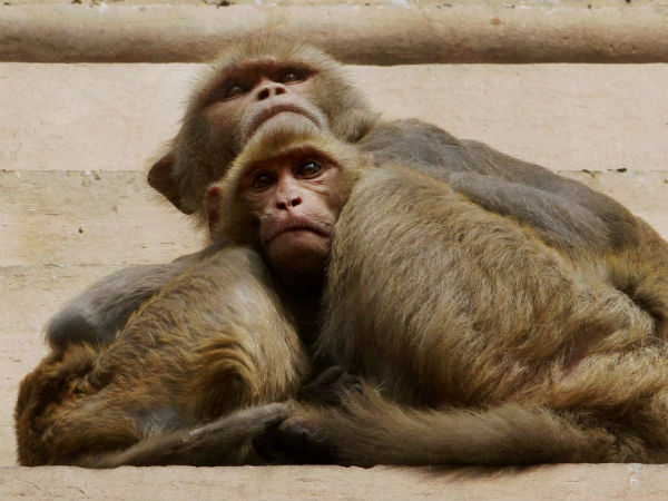 ಅಮ್ಮನ ಎದೆಯಲ್ಲಿ ಹುದುಗಿದ ಮಗು