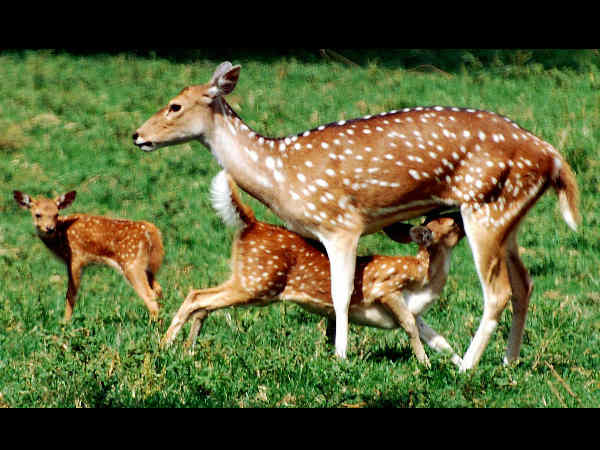 ಅಮ್ಮ ಮಗು