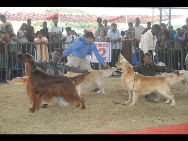 ವಿದೇಶಿ ಜಡ್ಜ್
