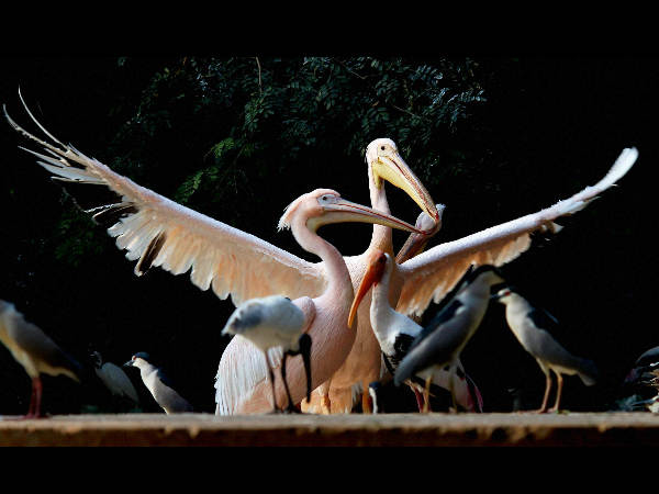 ಚೆನ್ನೈನ ಹಕ್ಕಿಗಳು