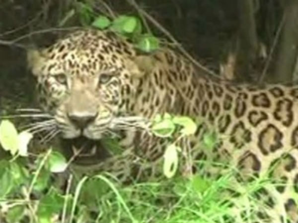 ಸೆರೆ ಸಿಕ್ಕಿದ ಚಿರತೆ ಪರಾರಿ