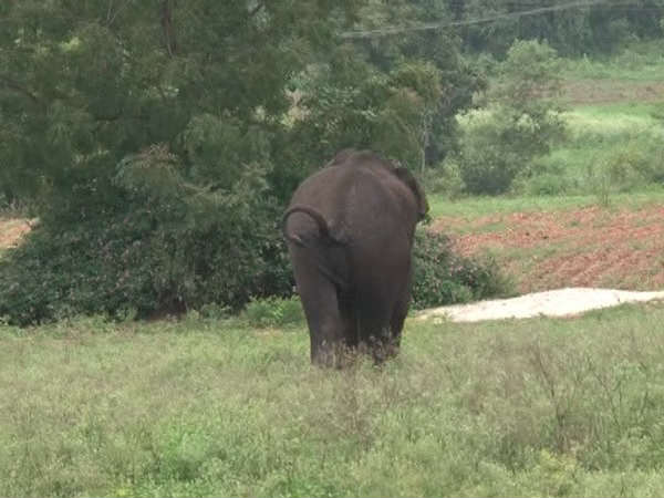 ಕಾಡು ಬಿಟ್ಟು ನಾಡಿಗೆ ಆನೆ ಬರುತ್ತಿರುವುದೇಕೆ?