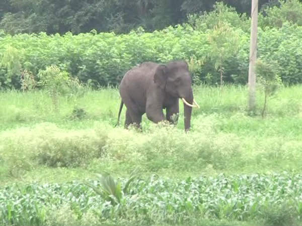 ಸುತ್ತಲೂ ಹೇರಳವಾದ ಅರಣ್ಯ ಪ್ರದೇಶ