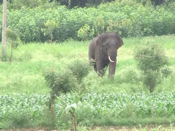 ಮತ್ತೆ ನಡೆಯುತ್ತಾ ಆಪರೇಷನ್ ಪುಂಡಾನೆ?