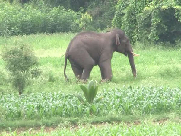 ಇದೇನಾ ಅದೇ ಕಿಲ್ಲರ್ ಒಂಟಿ ಸಲಗ?