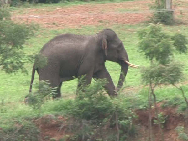 ಎಚ್ಚರದಿಂದಿರುವಂತೆ ಅರಣ್ಯ ಇಲಾಖೆ ಸೂಚನೆ