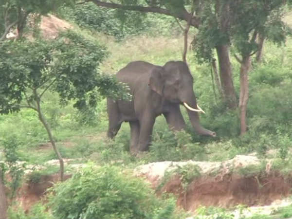 ಆಪರೇಷನ್ ಕಿಲ್ಲರ್ ಒಂಟಿ ಸಲಗ