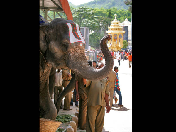 ದೇವಾಲಯದ ಬಳಿ ಇರುತ್ತದೆ
