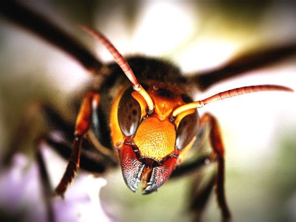 Giant Asian Hornet ಹೊರಸೂಸುವ ವಿಷ