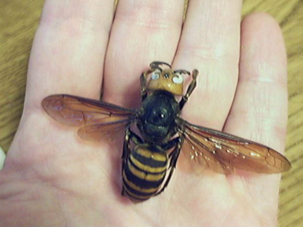 Giant Asian Hornet ಬೀಜಾಸುರರಂತೆ 
