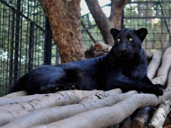 ಶಿವಮೊಗ್ಗದ ಹೊಸ ಅತಿಥಿ