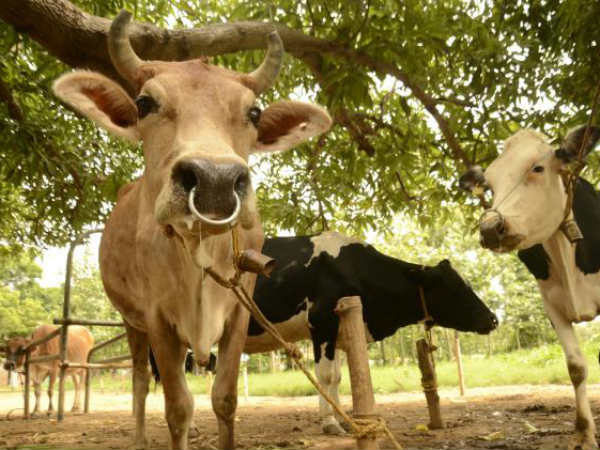 ಕಾಲುಬಾಯಿ ರೋಗ ಪರಿಹಾರ